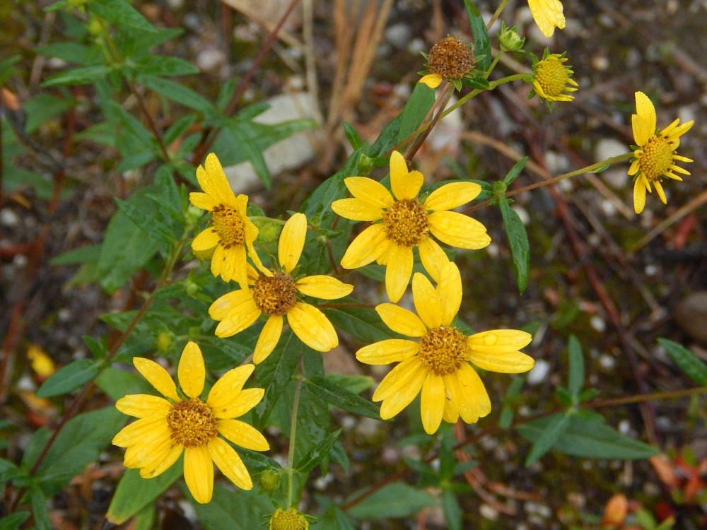 a group of yellow flowers