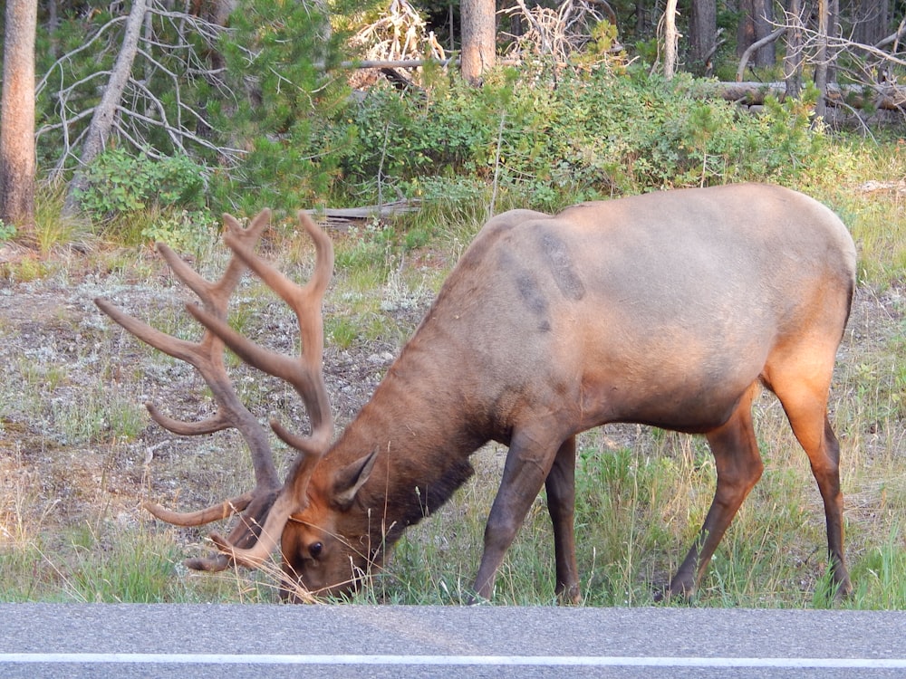 a deer with antlers eating grass