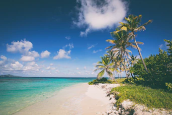 a beach with palm trees and blue water