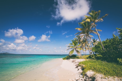 a beach with palm trees and blue water