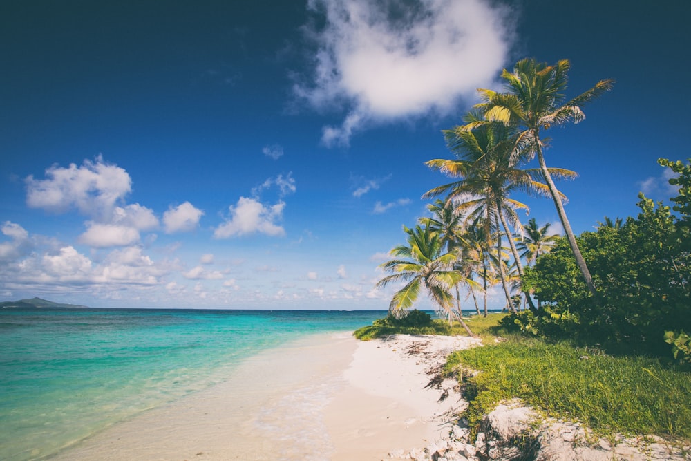 a beach with palm trees and blue water