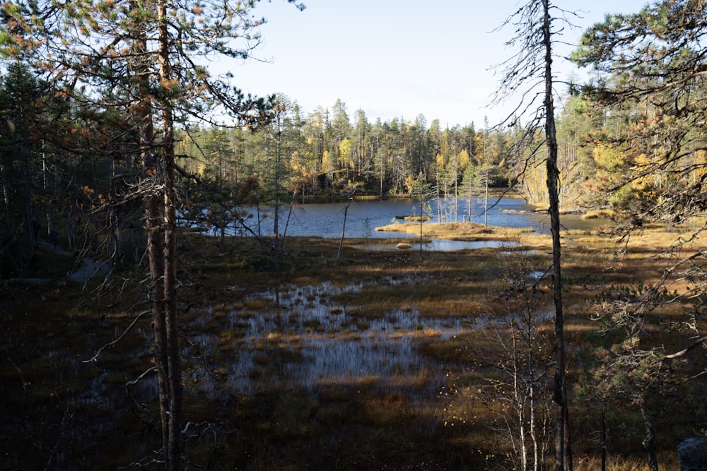 a small pond surrounded by trees