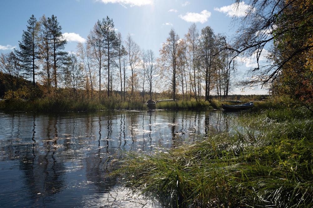 a body of water with trees around it