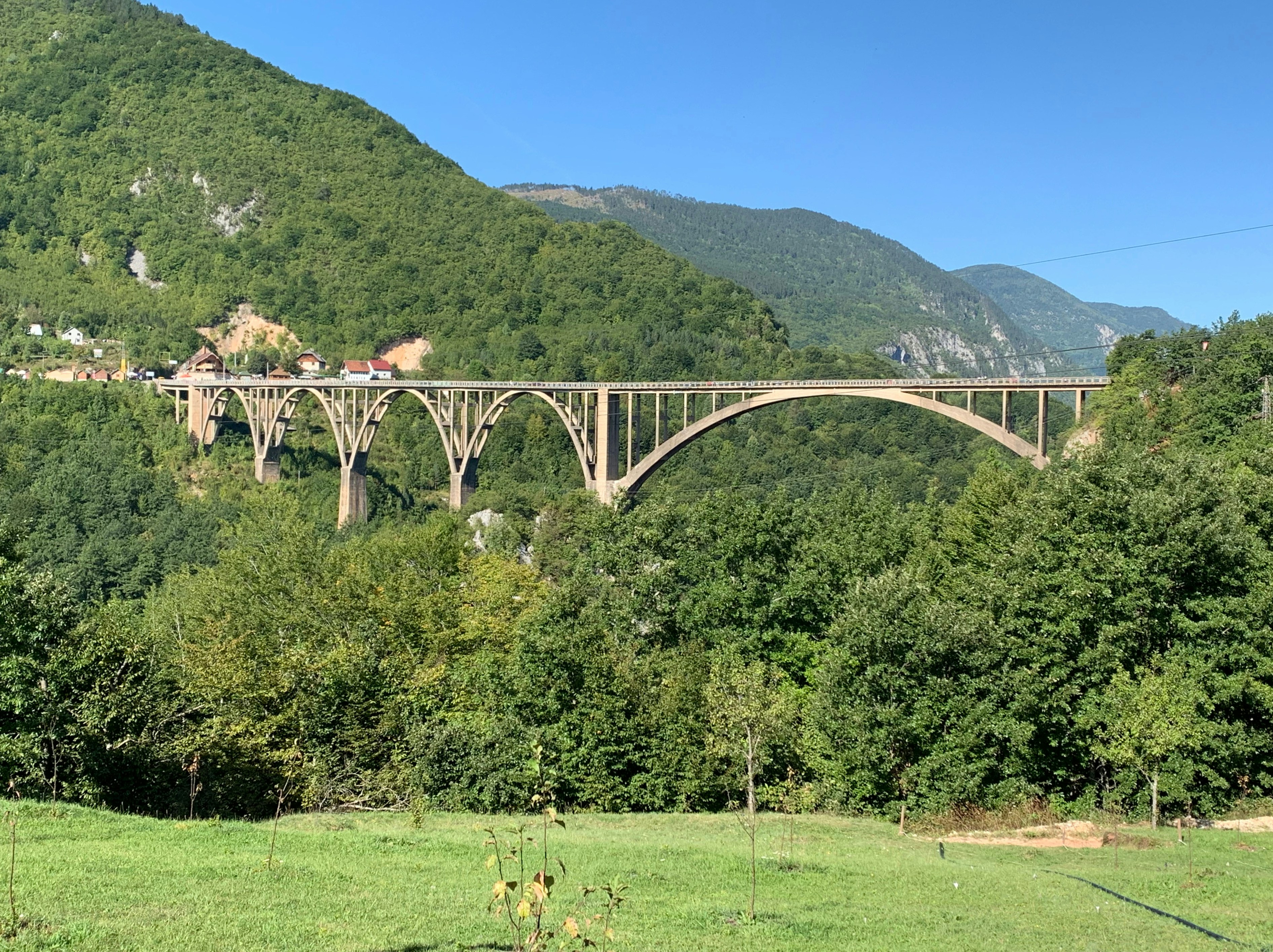 a bridge over a forest