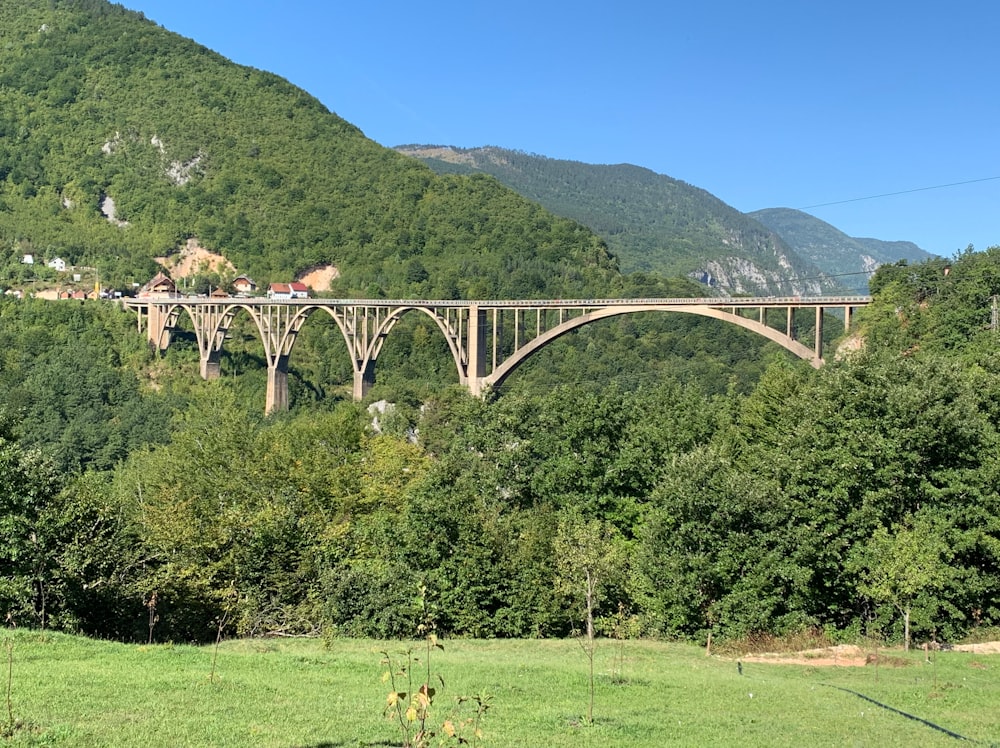 a bridge over a forest