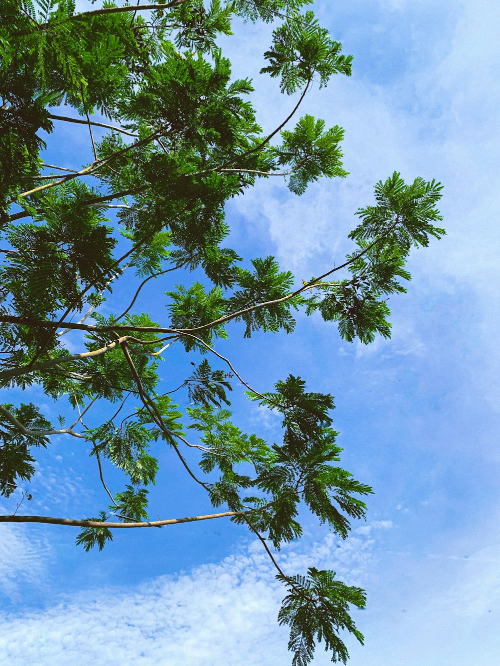 a tree with leaves