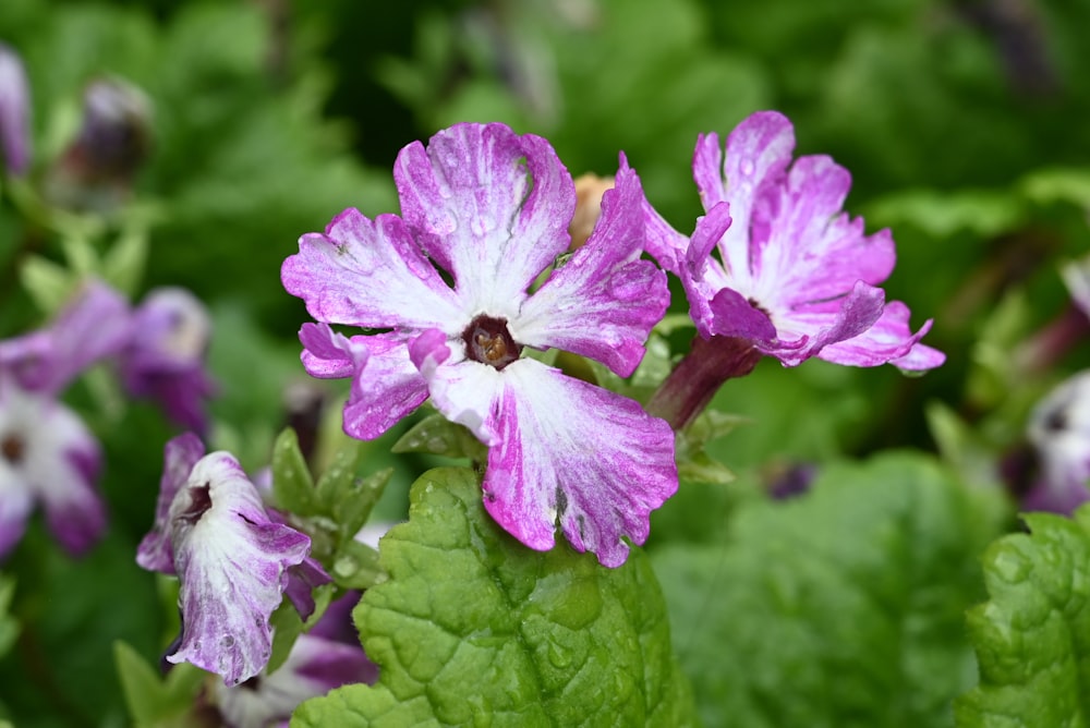 a bee on a purple flower