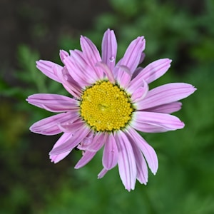 Glowing Daisy