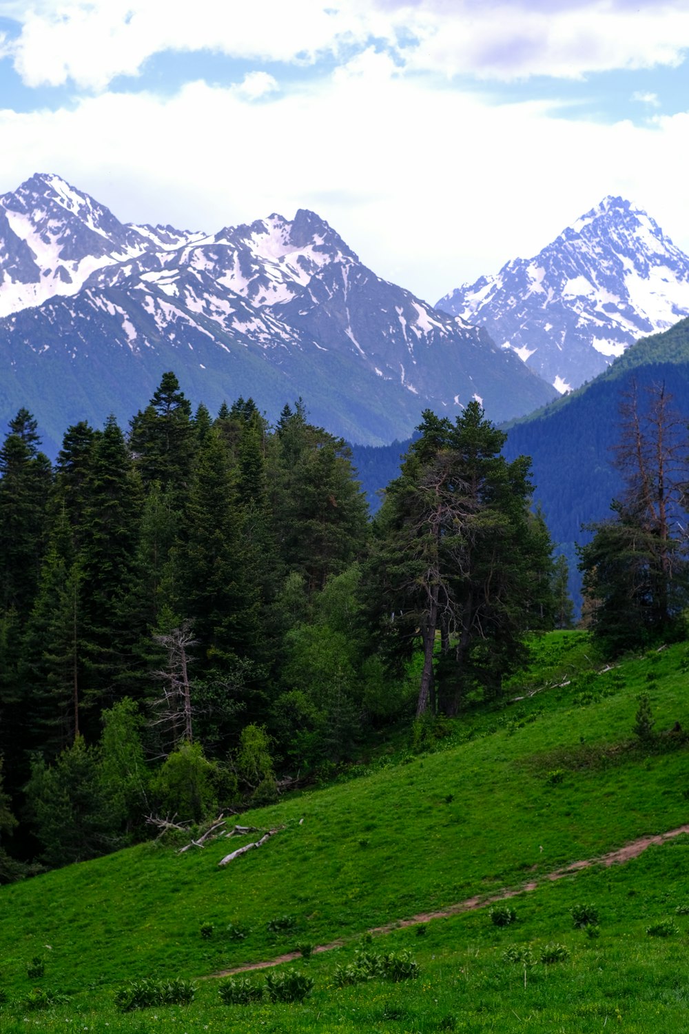 a grassy area with trees and mountains in the background