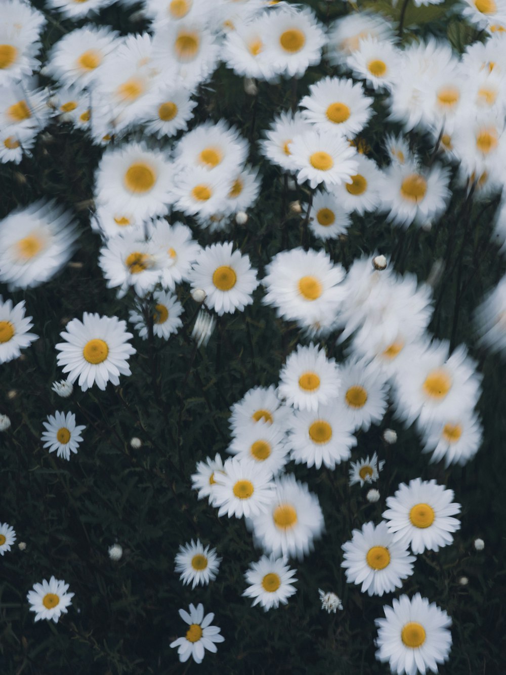 a group of white flowers