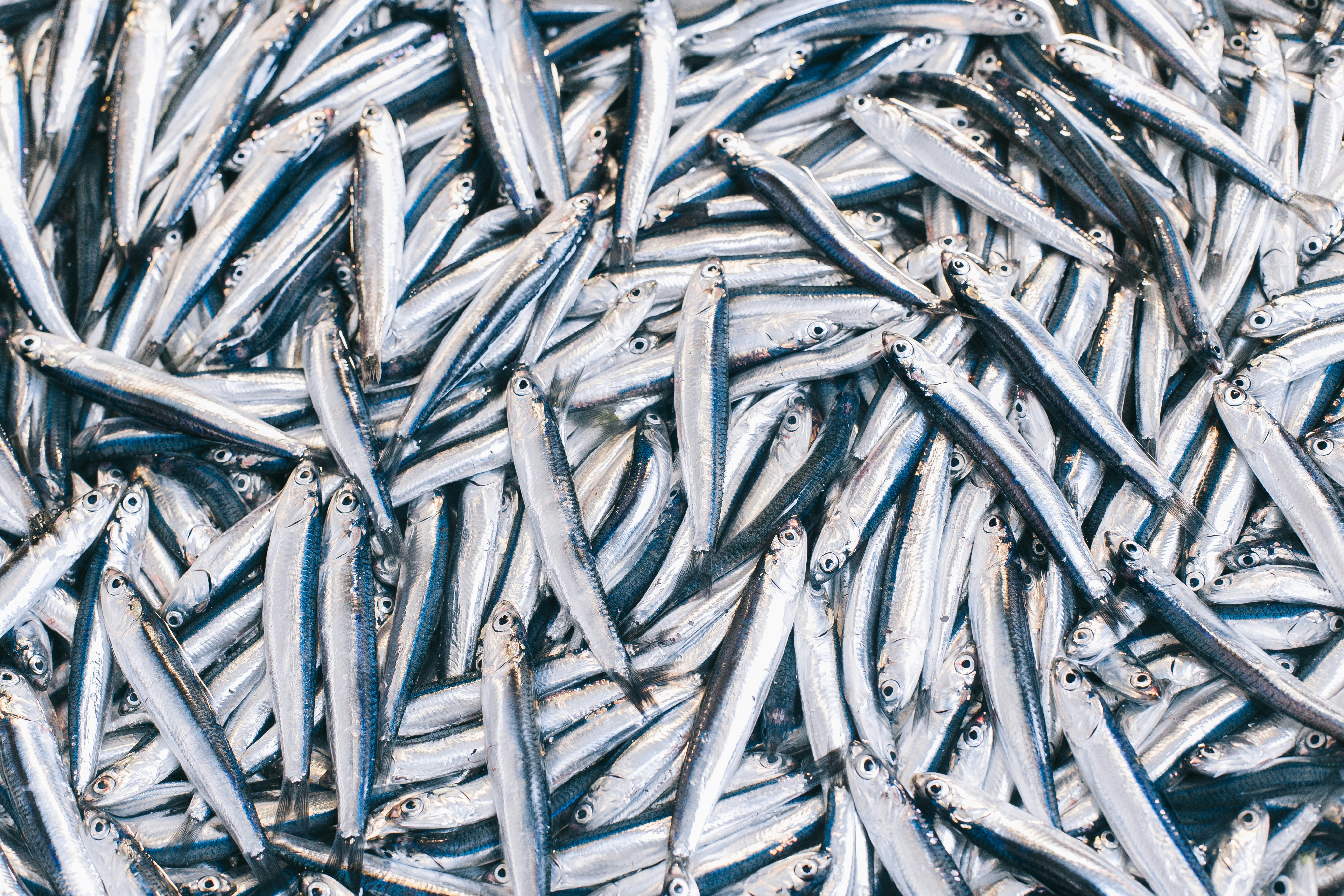 a pile of fish