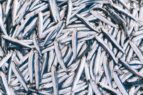 Gebakken sardines op volkoren crackers — receptfoto