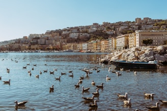 a group of ducks swim in a body of water