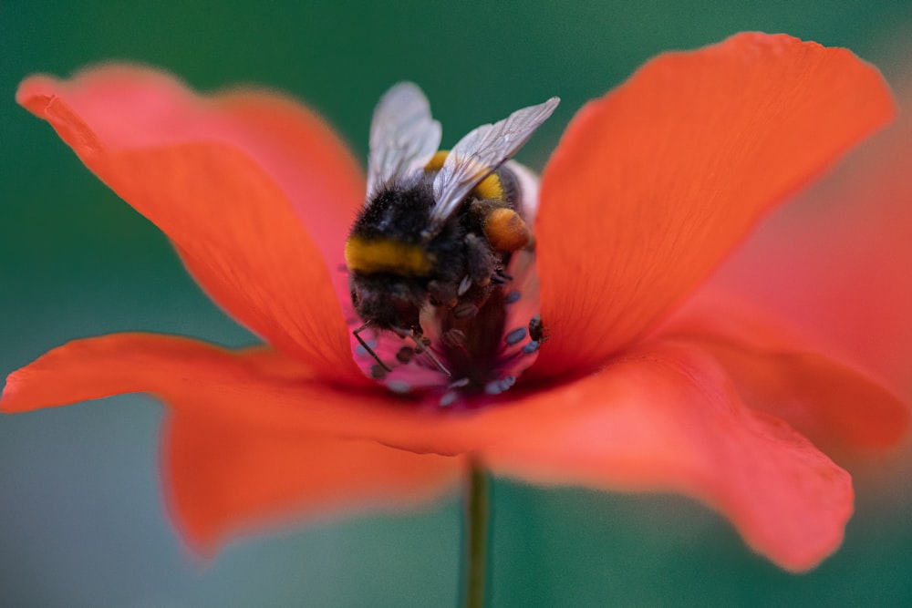 a bee on a flower