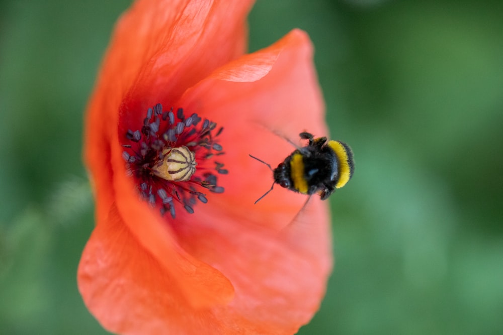 a bee on a flower