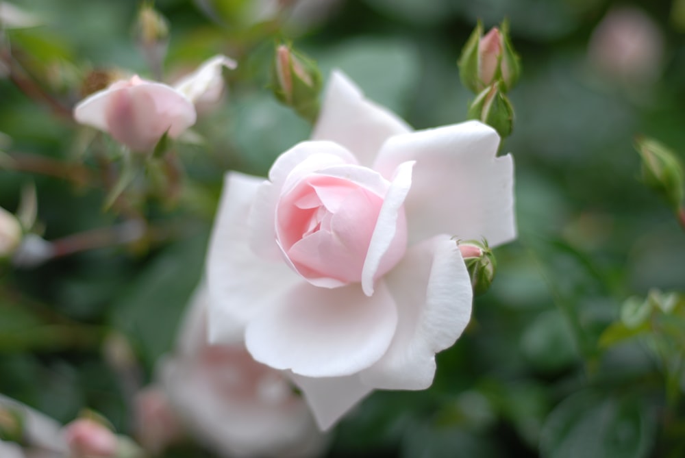 a close up of a flower