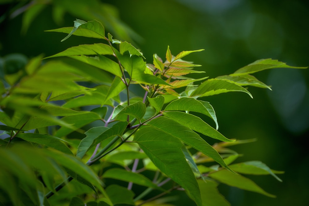 close up of a plant