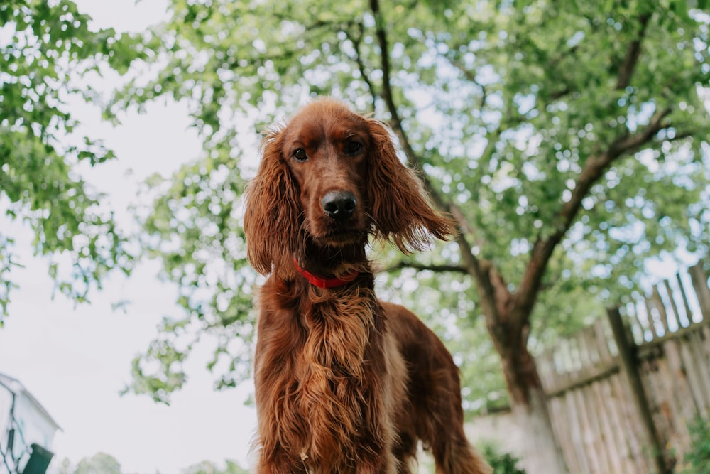 a dog standing in front of a tree