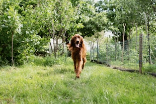 a dog running through a fence