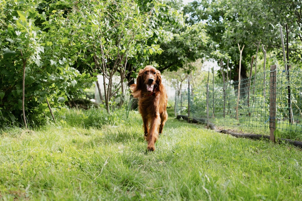 a dog running through a fence