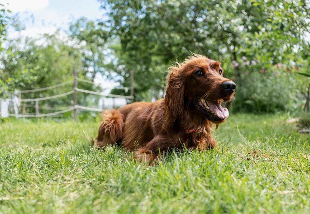 a dog running in a grassy area