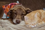 A happy dog and cat sitting side by side on a soft blanket