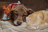 A dog and cat cuddling together on a soft blanket.