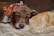 A happy dog and cat playing together with colorful toys in a cozy living room.