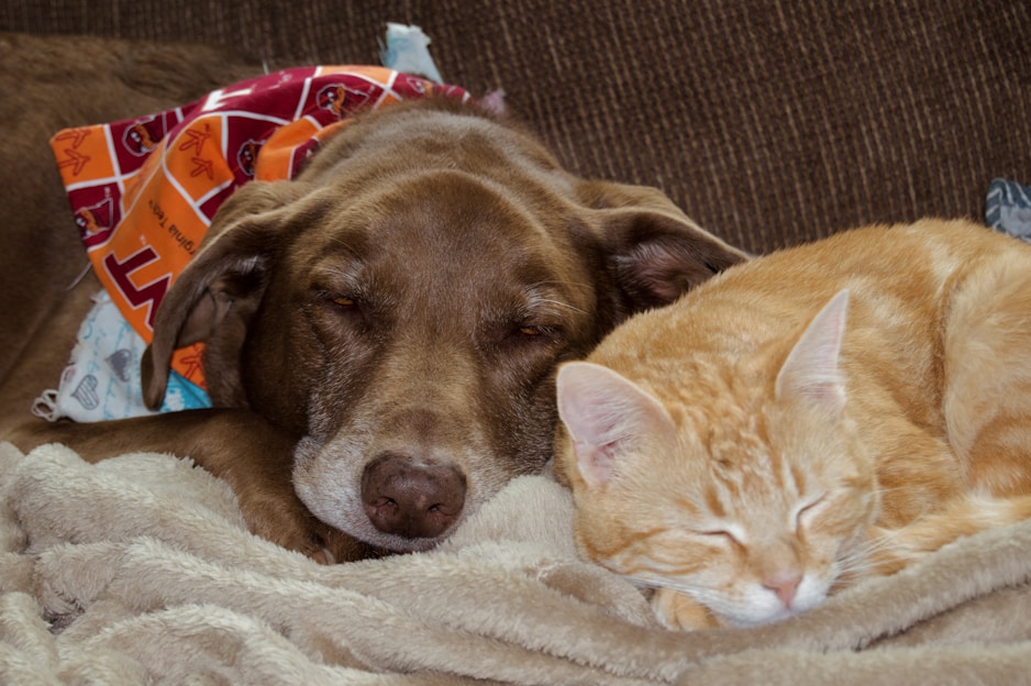 A happy dog and cat cuddling together in a cozy home setting
