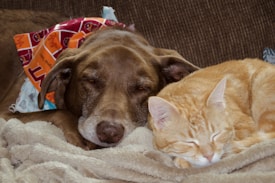 A brown dog and an orange tabby cat are snuggled together on a soft beige blanket, both asleep. The dog wears a colorful bandana with red and orange patterns. They are lying on a brown couch, creating a warm and cozy atmosphere.
