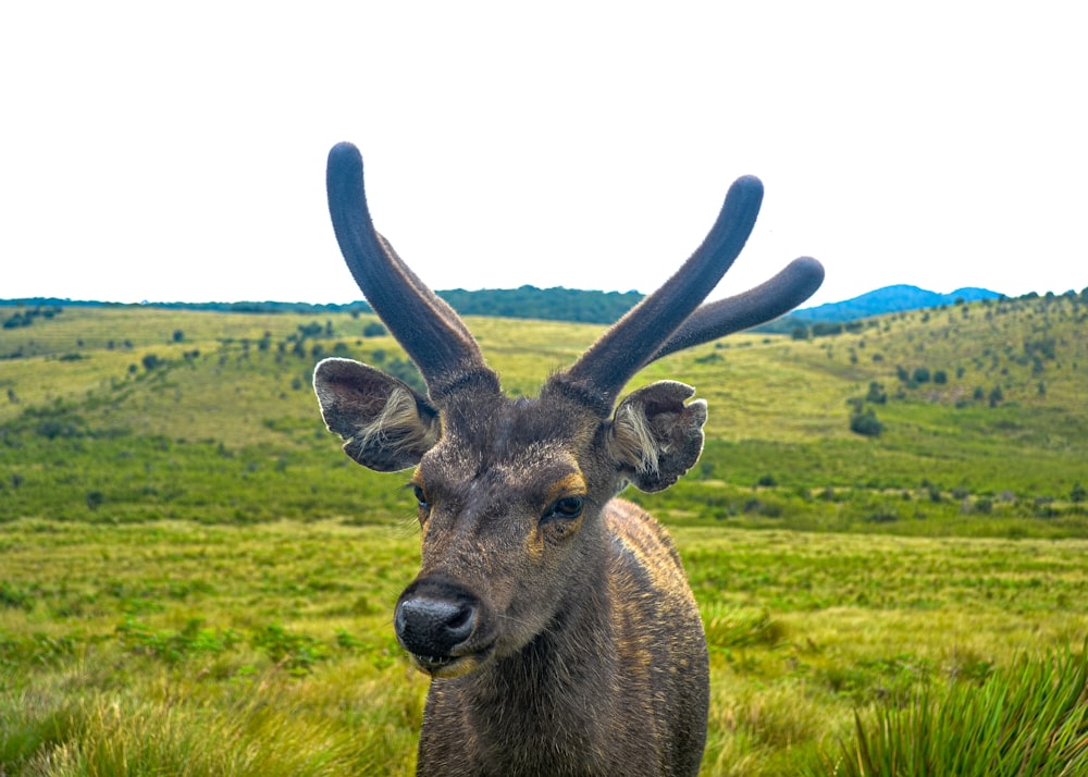 a deer with large antlers