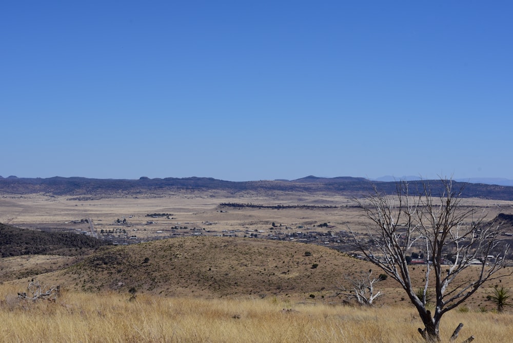 a landscape with dry grass and trees