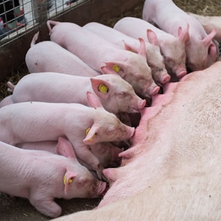 Several piglets are nursing from their mother, lined up closely together in an indoor pen. The scene captures a natural feeding moment with the piglets having light pink skin and some of them marked with yellow tags. The mother pig is lying on her side, providing milk.