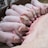a group of pigs in a pen