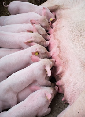 a group of animals lying together