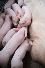 A group of piglets is gathered closely together, nursing from their mother. The piglets have pink skin and are tagged on their ears. They are huddled tightly, showing a sense of comfort and warmth.