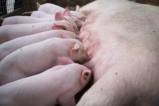 a person holding a baby pig