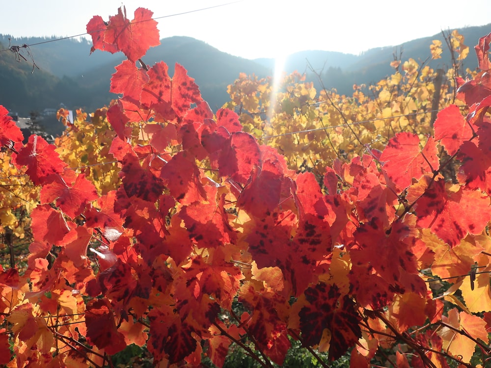 a field of red flowers