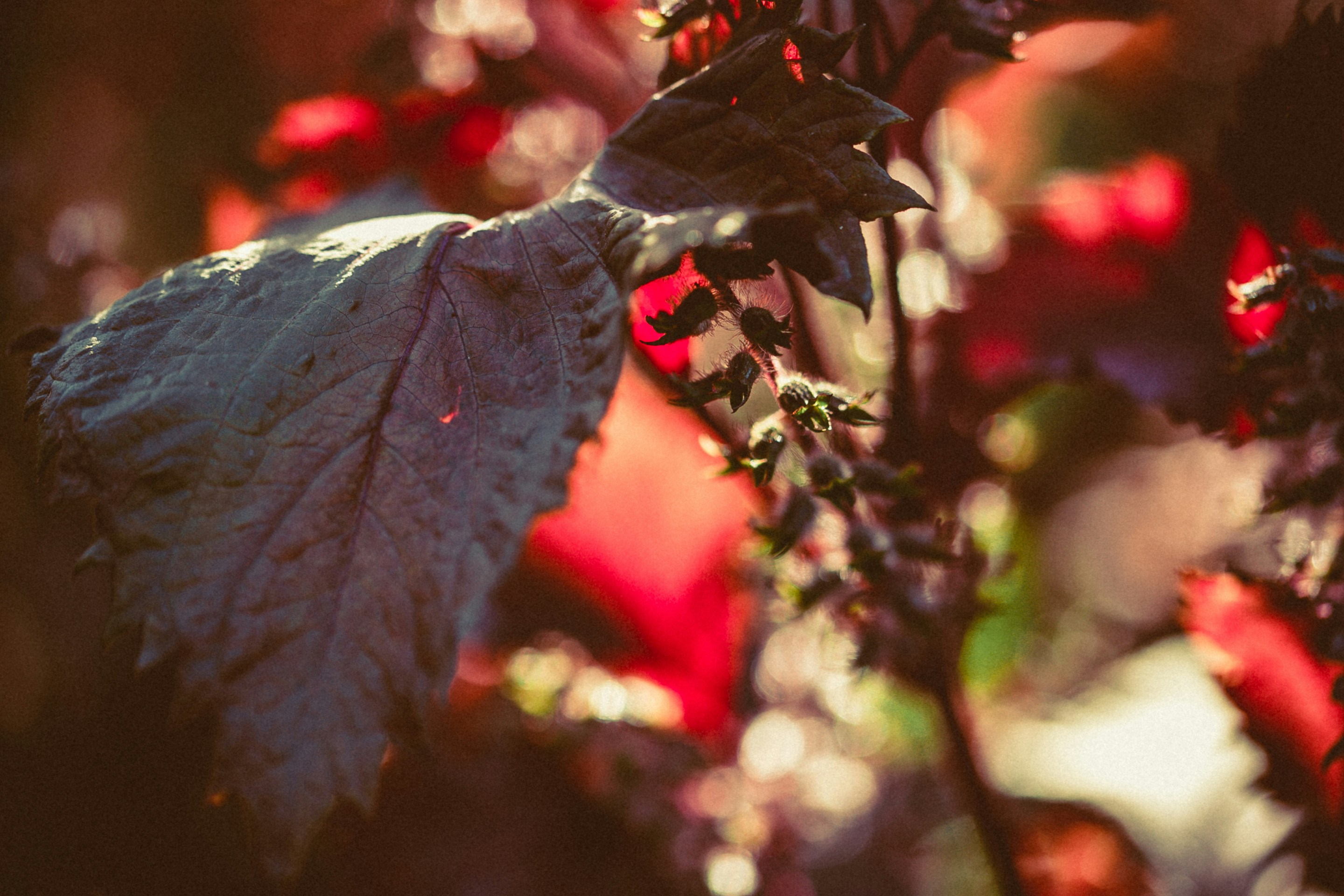 Photo by anna_safronova