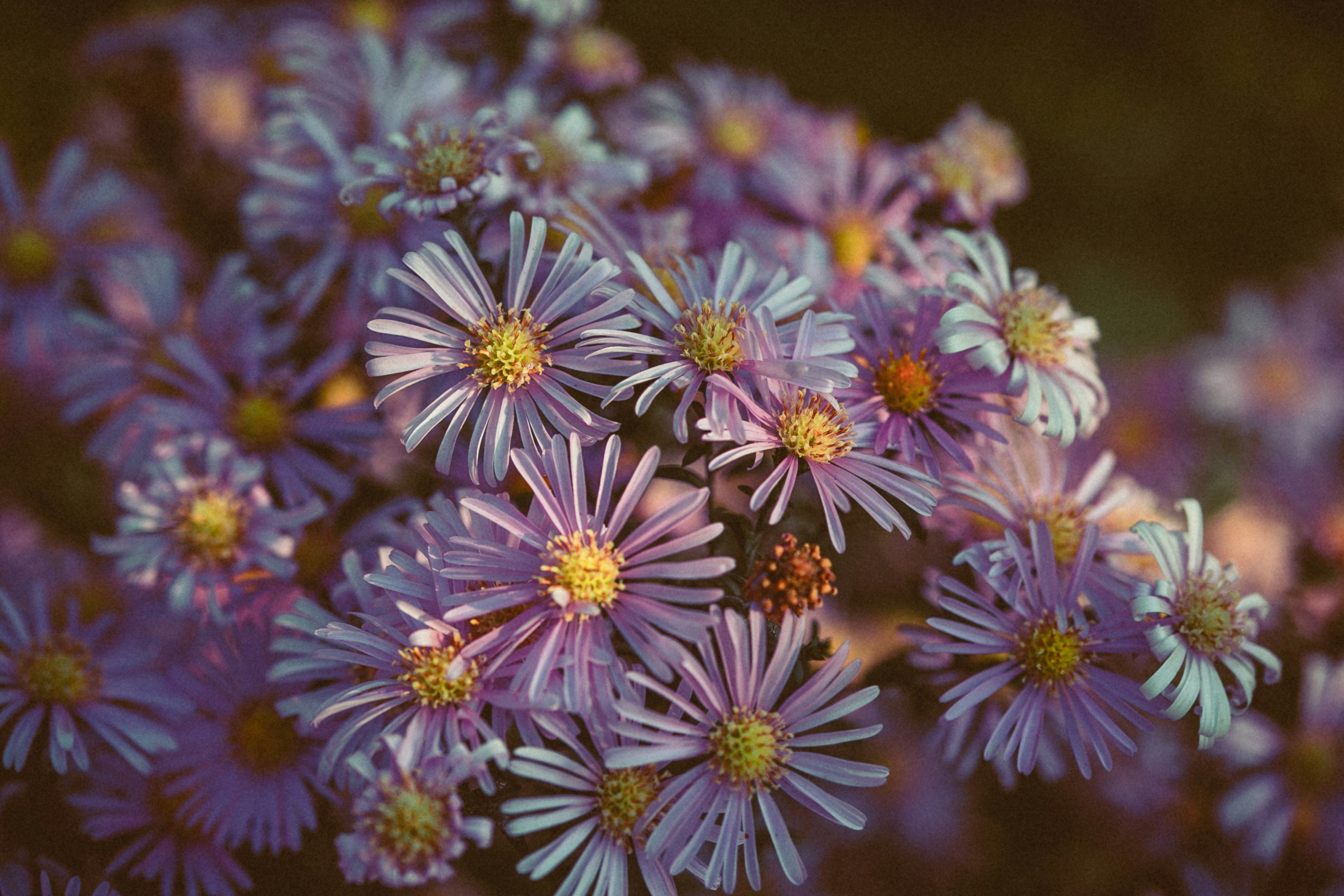 Photo by anna_safronova