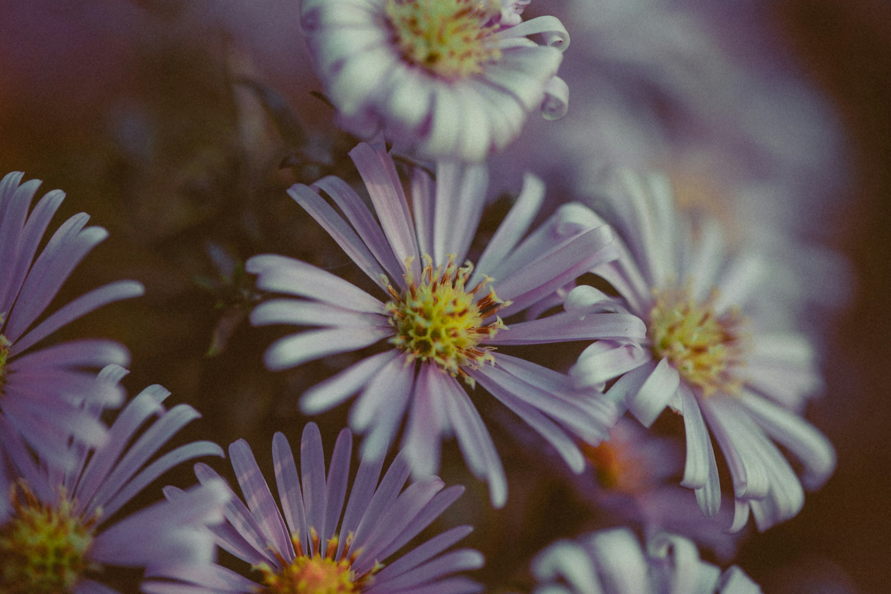 Photo by anna_safronova