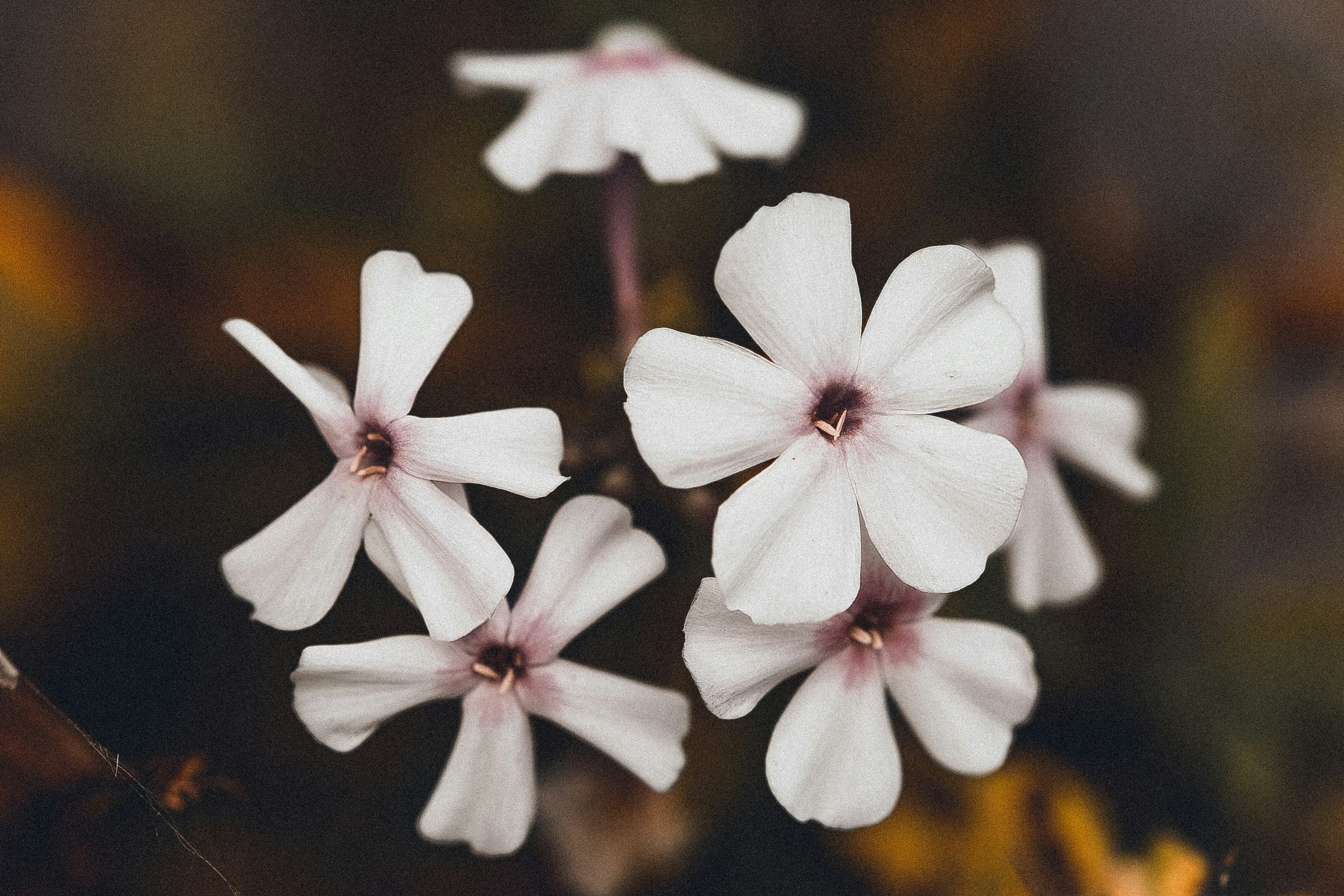 Photo by anna_safronova