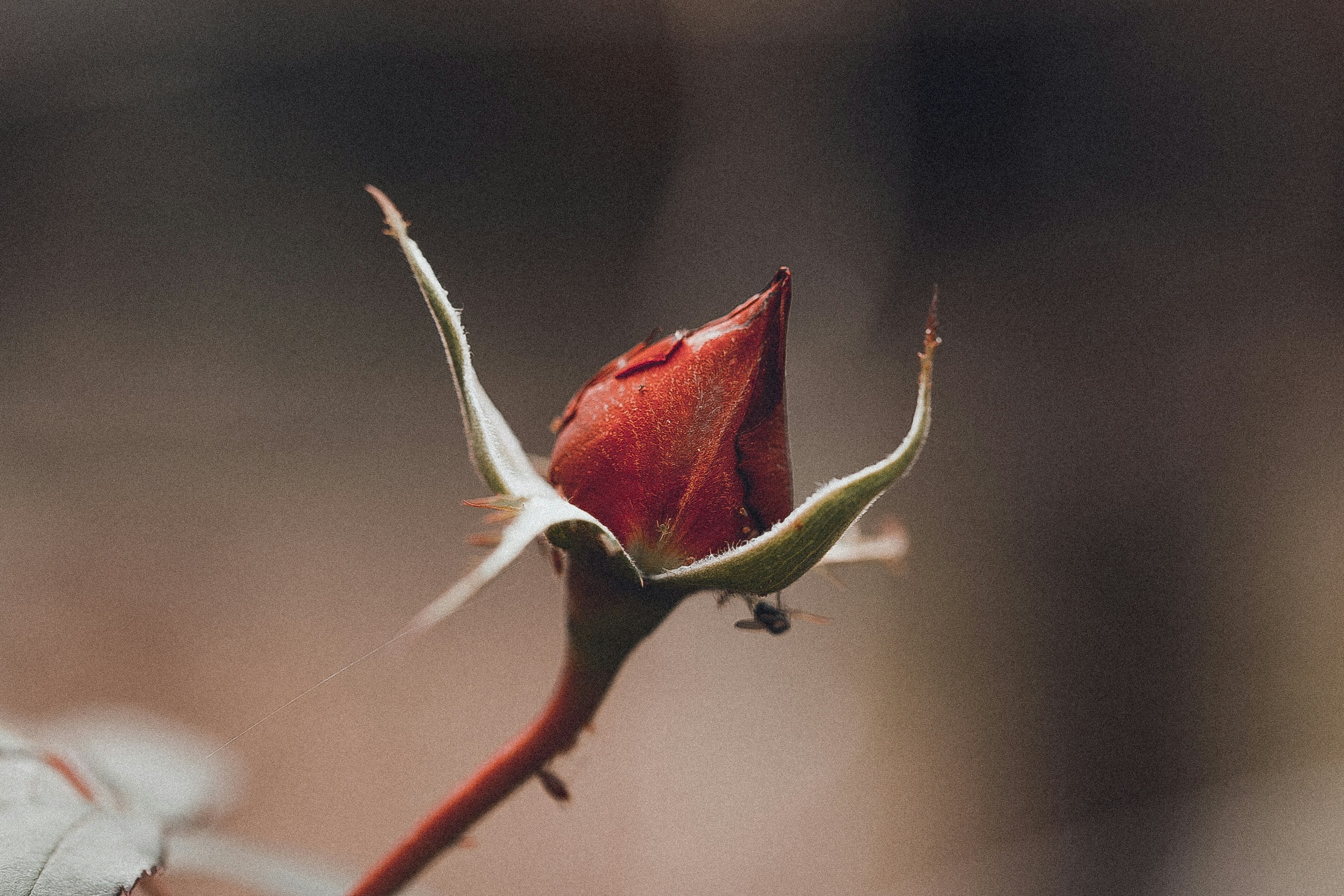 Photo by anna_safronova