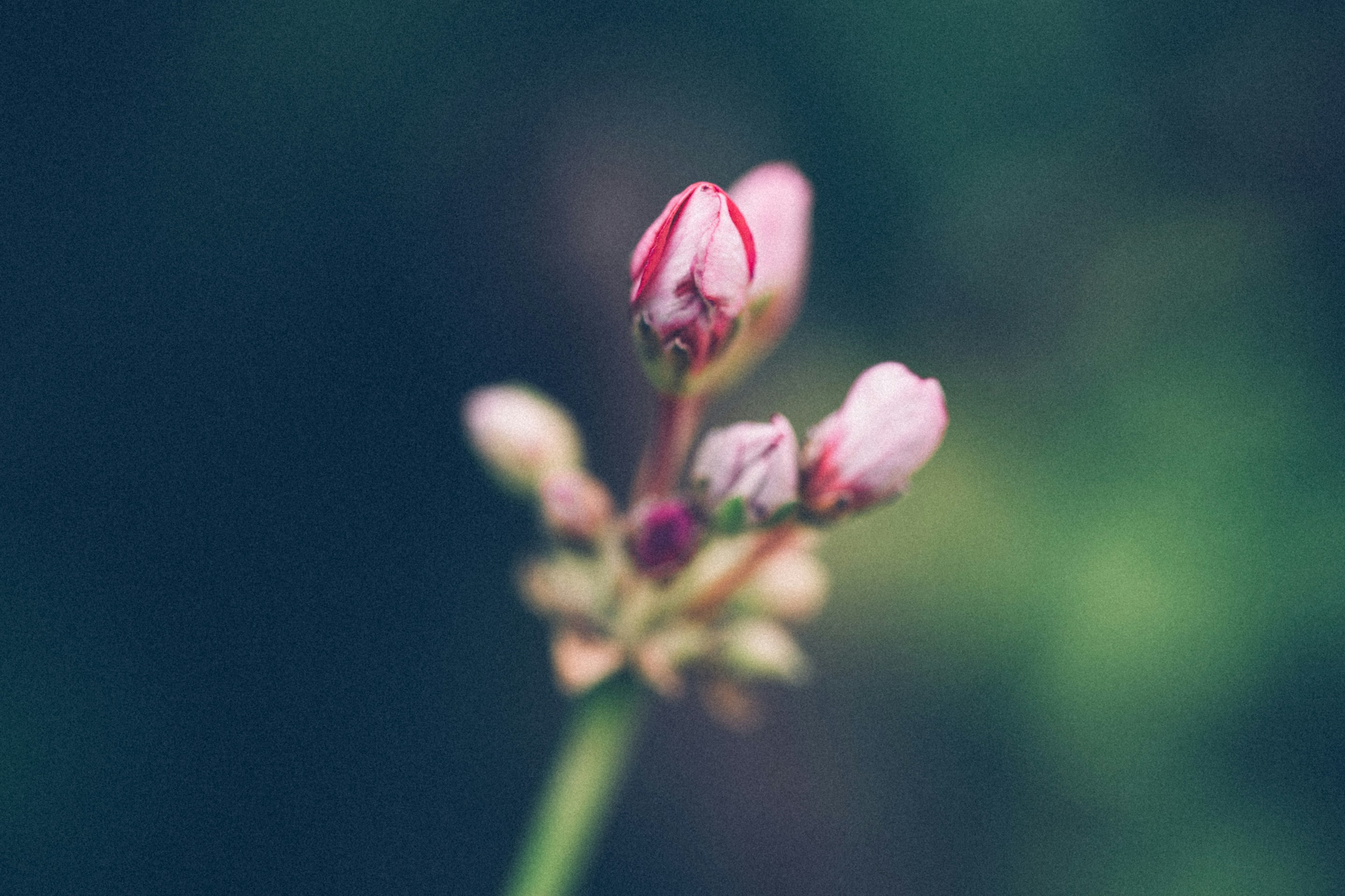 Photo by anna_safronova