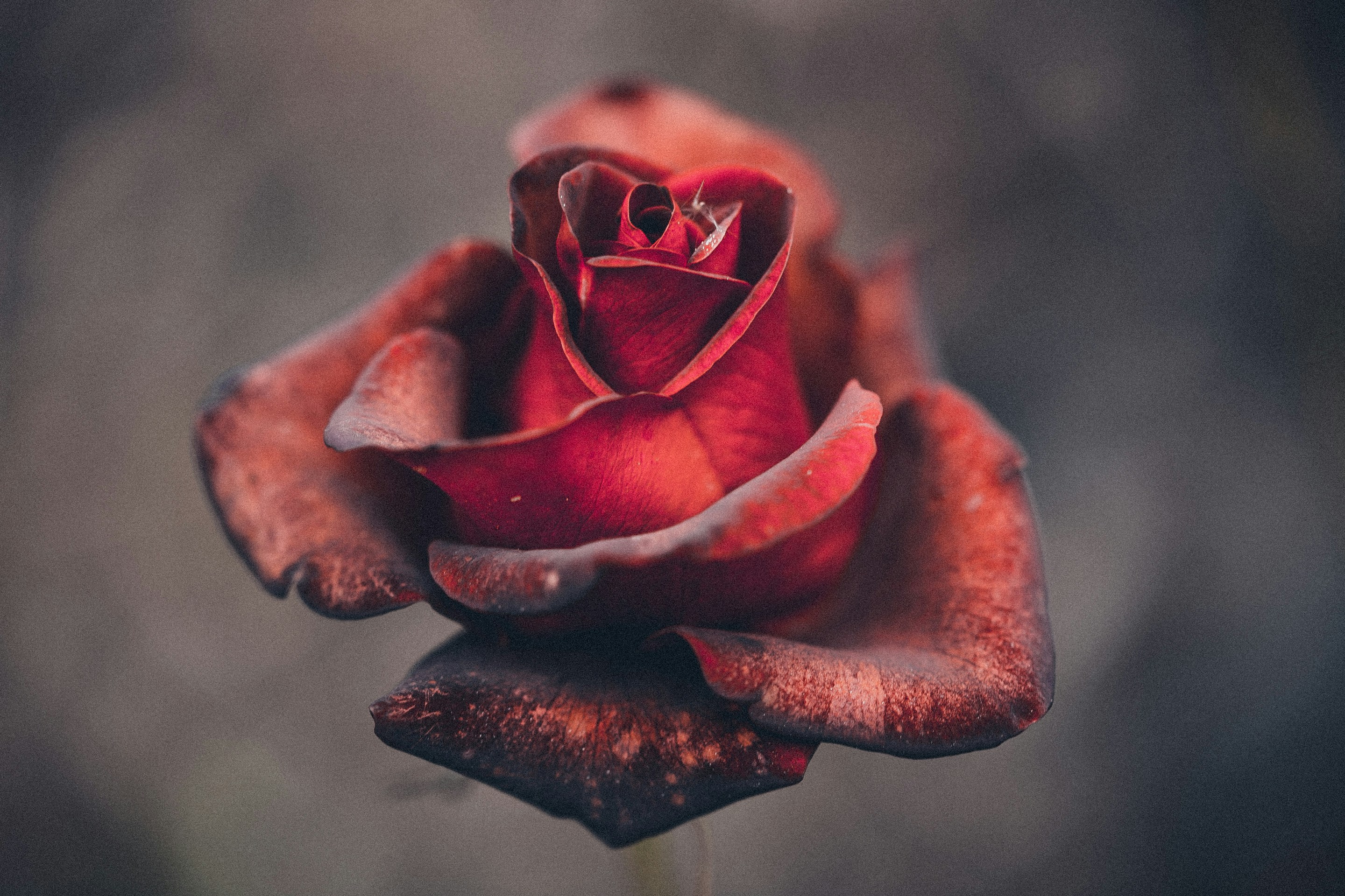 Photo by anna_safronova