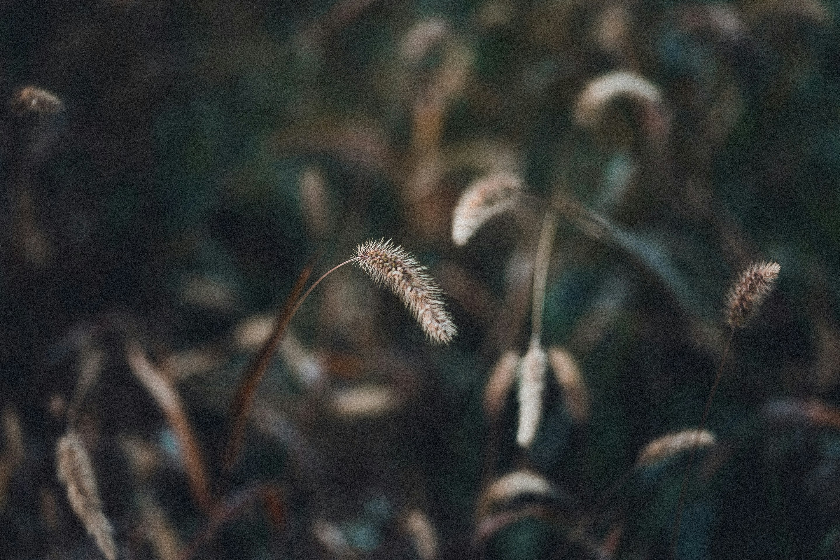 Photo by anna_safronova