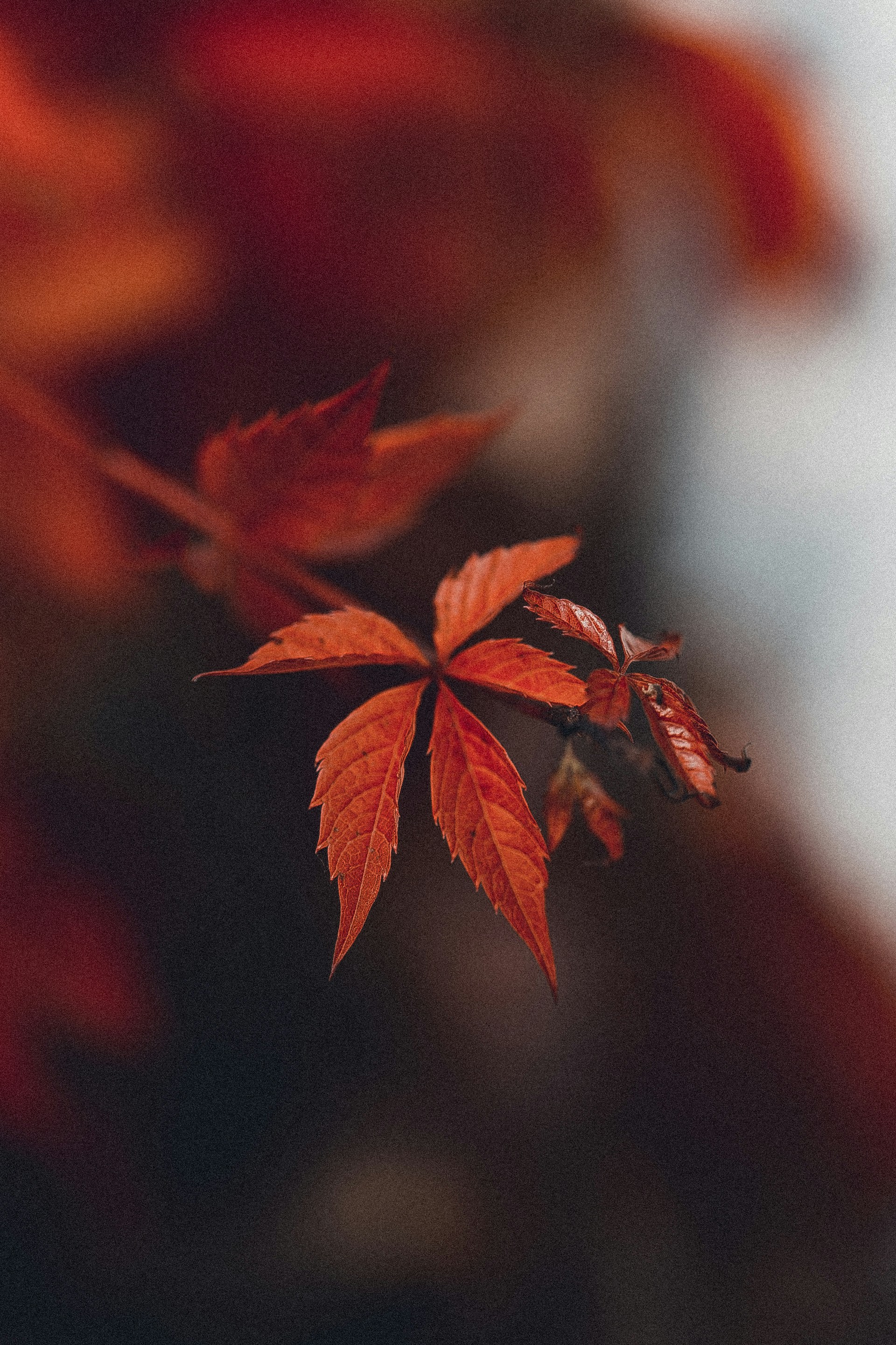 Photo by anna_safronova