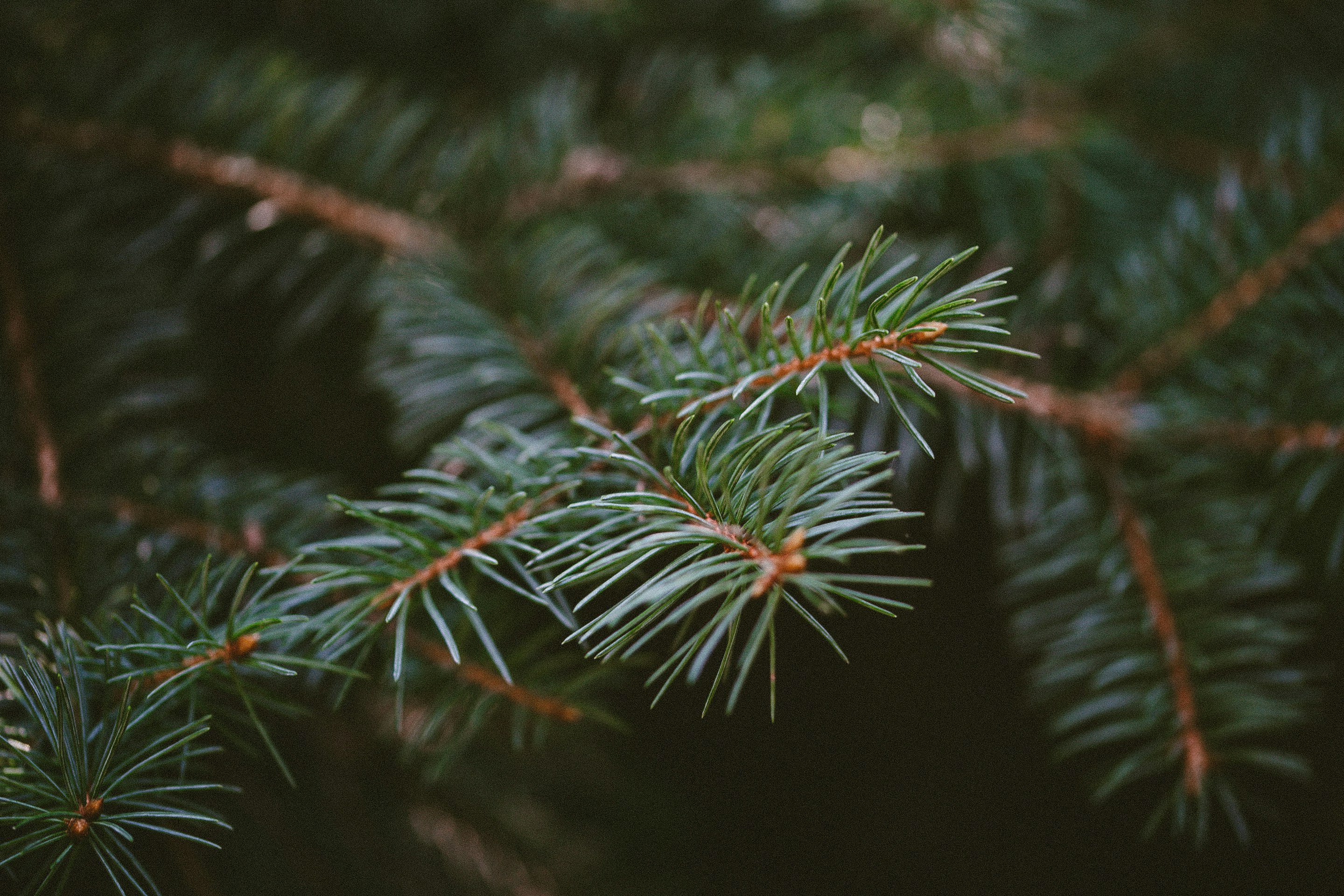 Photo by anna_safronova