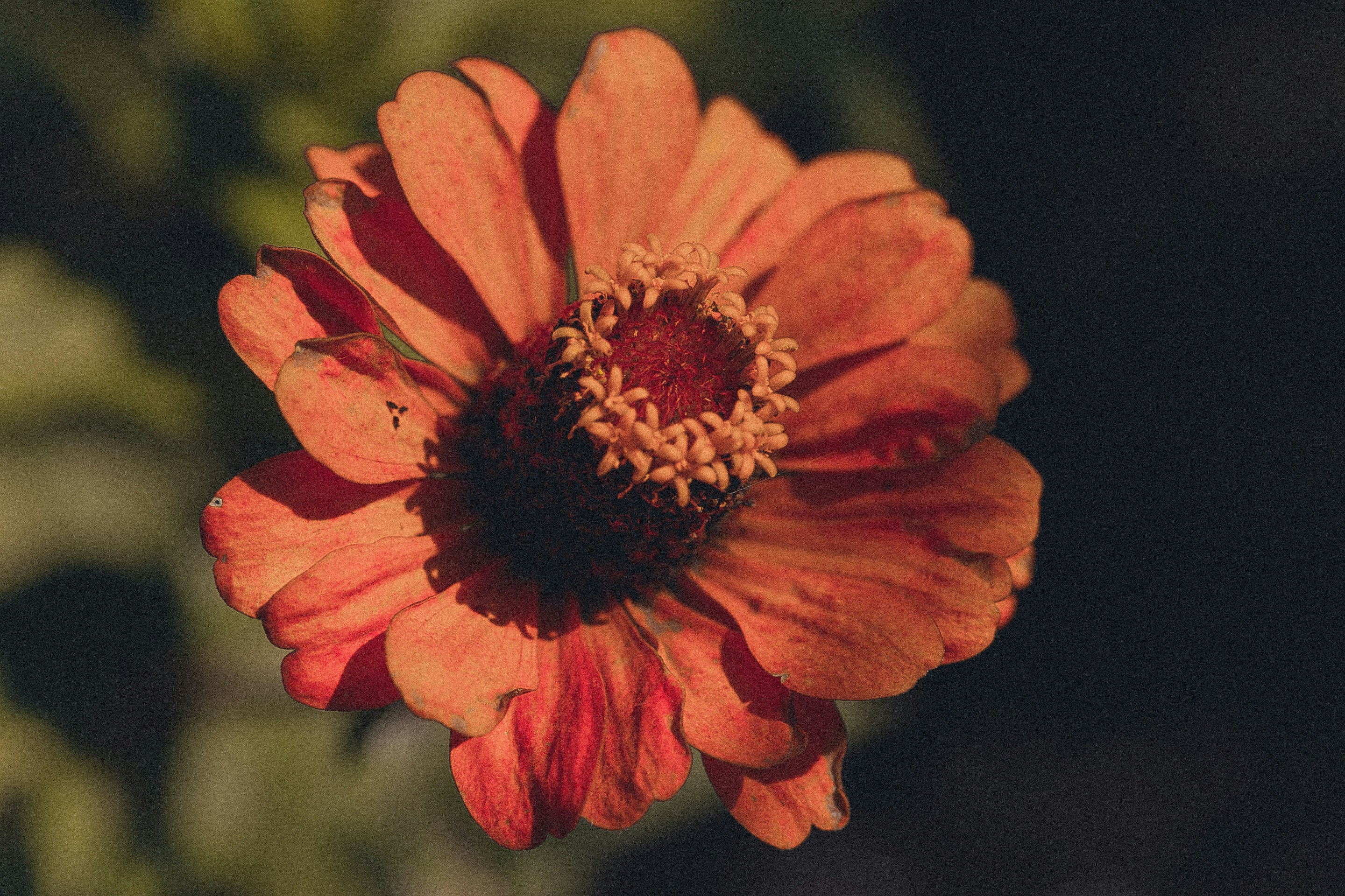 Photo by anna_safronova