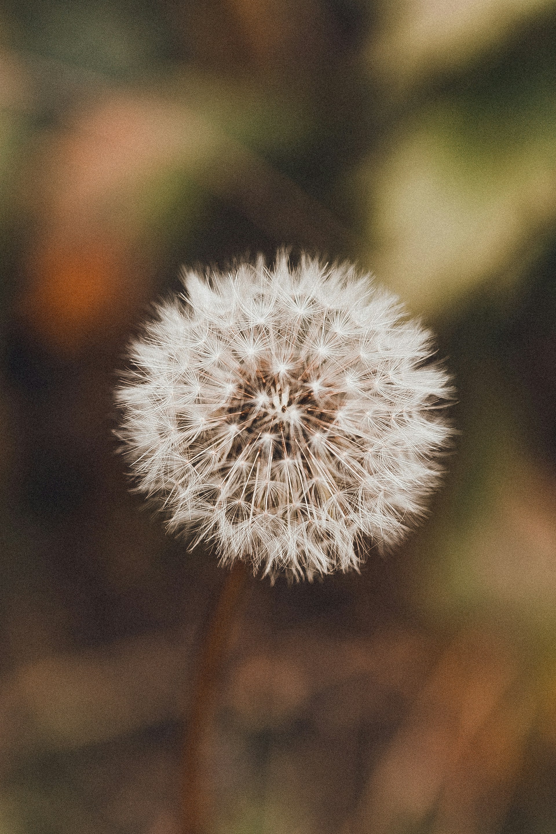 Photo by anna_safronova